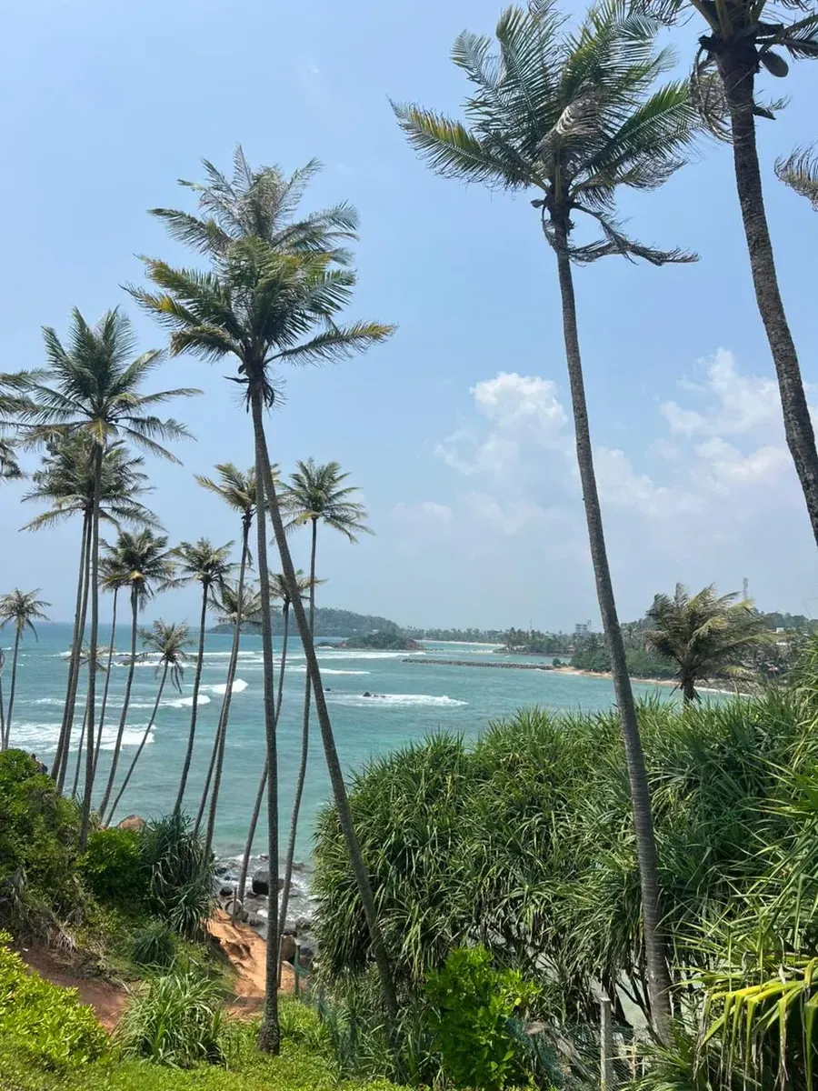 Calm Aruna coconut tree hill